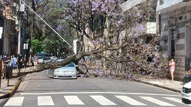 Arbol