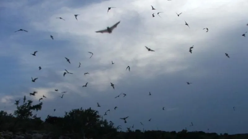 murcielagosjpg-1024x576