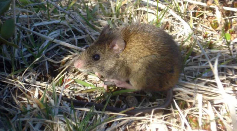 Hantavirus
