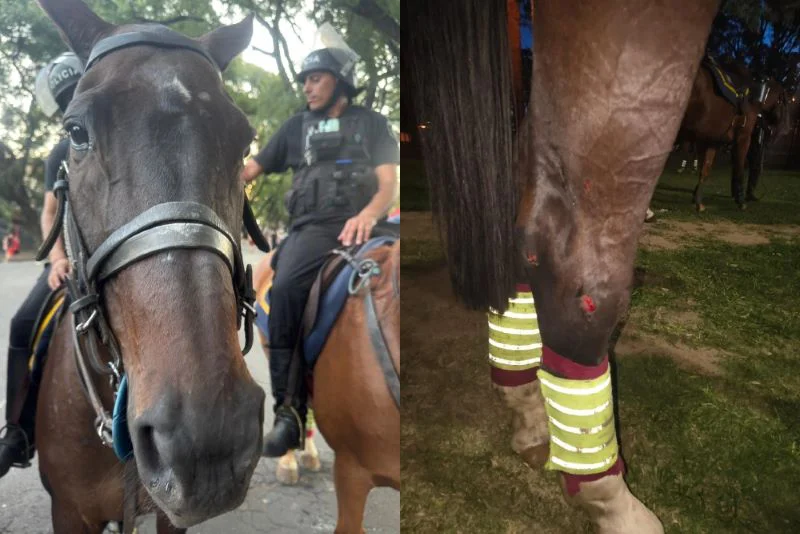 caballos_heridos_clasico_rosarino