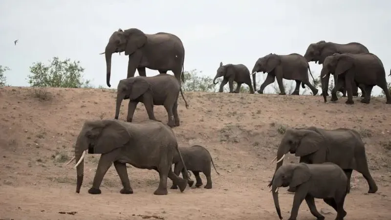 especiescooperativas 3