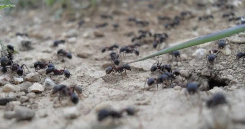 hormigas-llevando-hojas 3