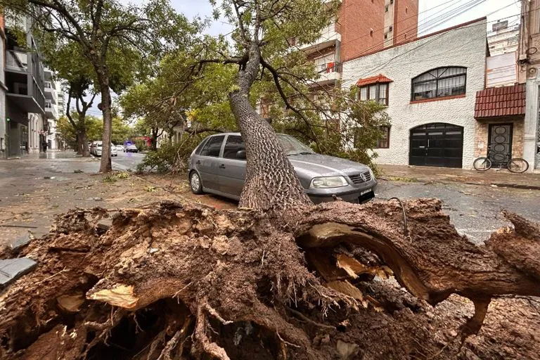 Arboles caidos