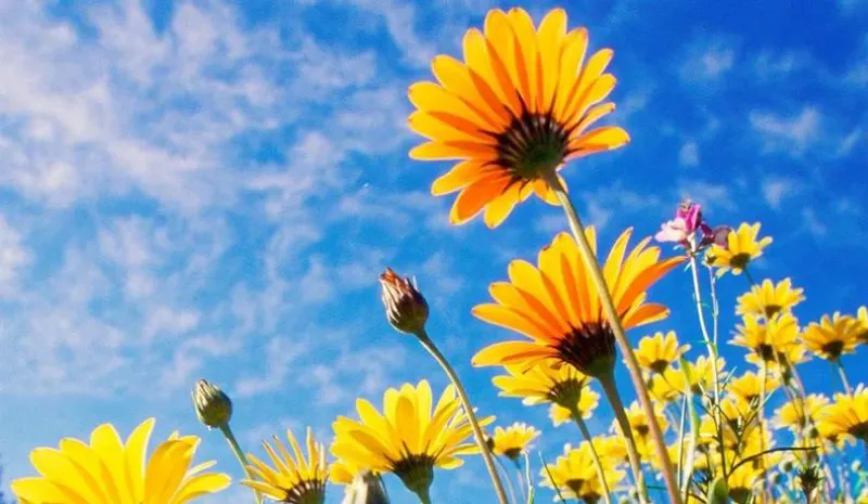 Flores-primavera